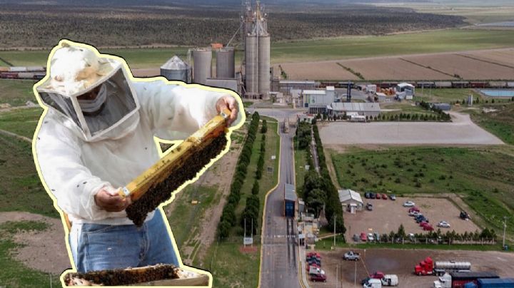 Apicultores contra Granjas Carroll: Acusan a empresa por daños ambientales en Puebla
