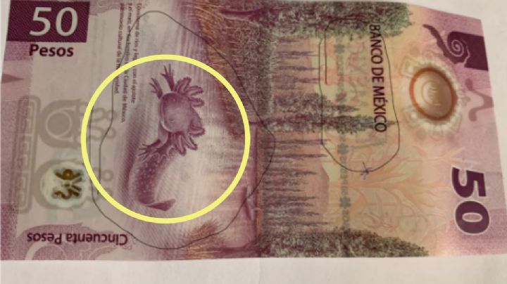 Así es el billete del ajolote que vale 890,000 pesos; pagará el tequila para dar el Grito el 15 de septiembre