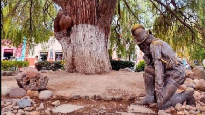 Este ahuehuete en Guanajuato es “Hijo del Árbol de la Noche Triste”