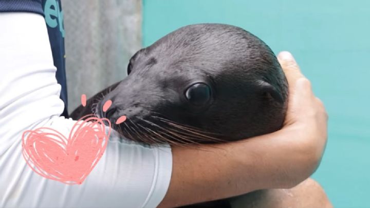 Este día podrás visitar al nuevo lobo marino nacido en el Aquarium de Veracruz