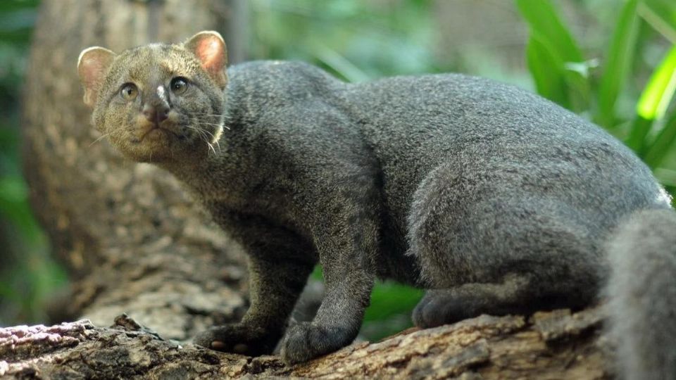 Imagen ilustrativa de jaguarundi en el sur de Veracruz