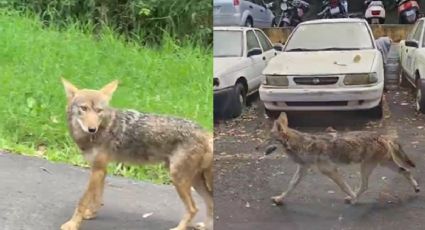 Buscan capturar a coyote del Cerro de la Galaxia en Xalapa; le ponen trampas