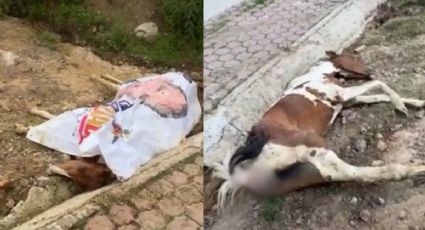 Atizapán: denuncian maltrato animal en un rancho de Zona Esmeralda