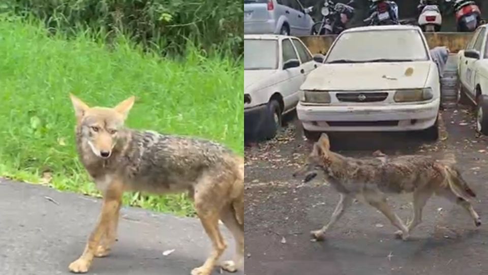 Buscan capturar a coyote del Cerro de la Galaxia en Xalapa; le ponen trampas