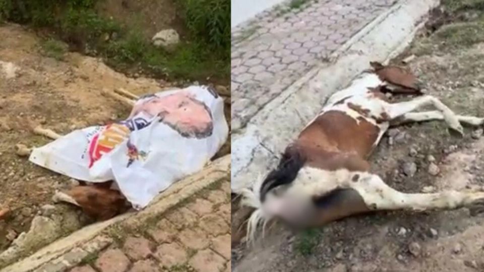 Una yegua fue abandonada muy herida y golpeada cerca de Fincas de Sayavedra