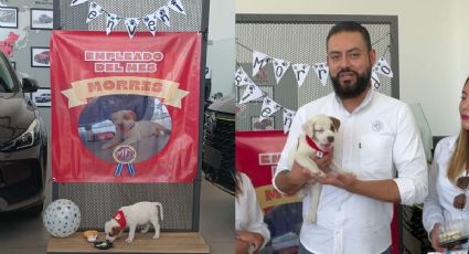 Morris, el lomito de la calle que fue adoptado por agencia automotriz en Córdoba