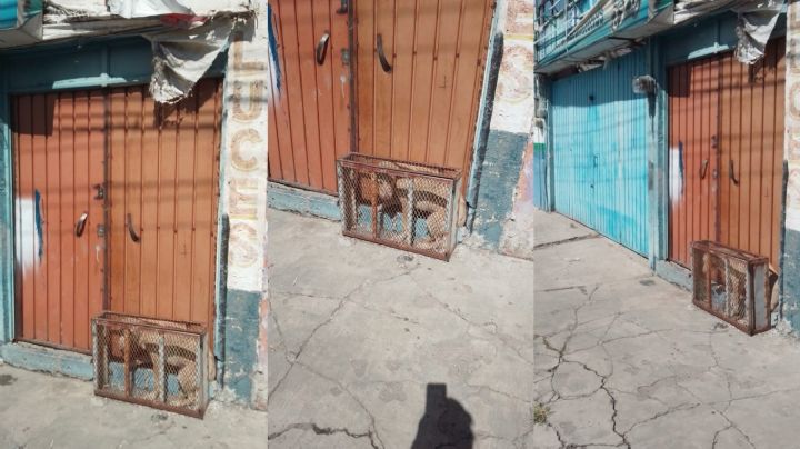 Crueldad animal en Puebla: Rescatan a perro encerrado en pequeña jaula