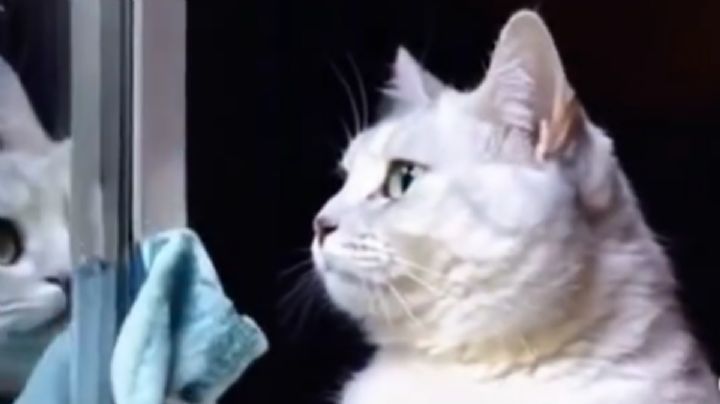 Gato ayuda en las labores domésticas y cautiva en redes con su manera de limpiar
