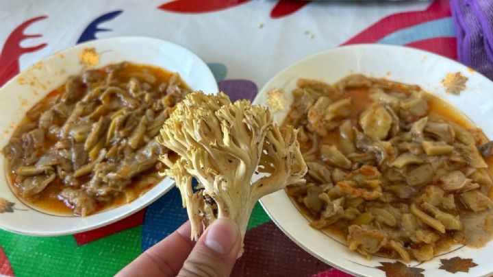 Realizarán Festival del Hongo cerca de Pachuca, en el rancho ecoturístico El Guajolote