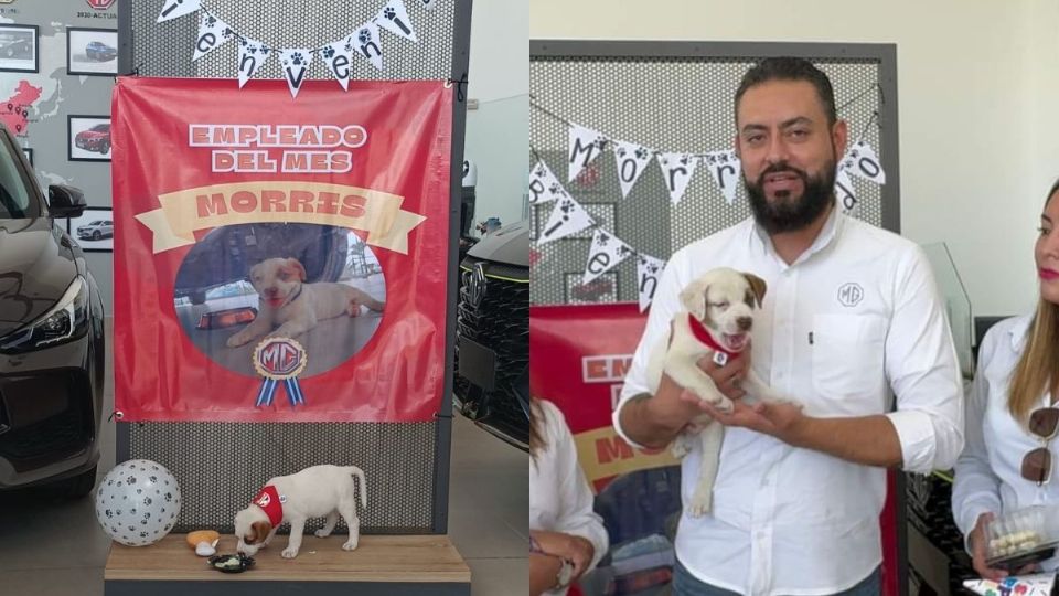 Morris, el lomito de la calle que fue adoptado por agencia automotriz en Córdoba, Veracruz