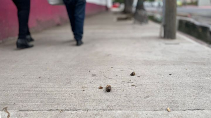 “Las banquetas son una pista de obstáculos”; vecinos de Tacuba sufren con fecalismo