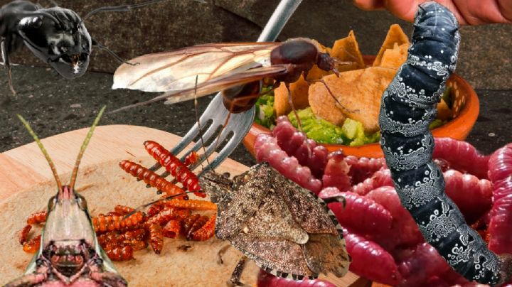 Insectos y gusanos comestibles en Hidalgo, ¿te atreves a probarlos?