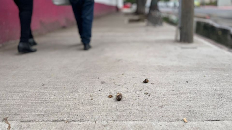 Se ha convertido en un problema serio de salud en CDMX