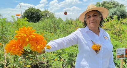 México es la tierra del cempasúchil, pero otros países patentan su semilla