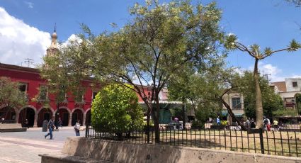 El Timbe: el árbol de Sierra de Lobos que ahora está en el centro de León