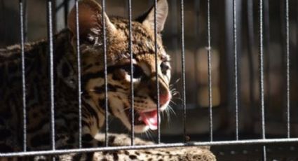 Atropellan a ocelote en peligro de extinción y roban el cuerpo, al sur de Veracruz