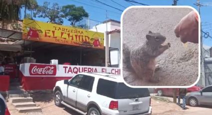 Sonora: “Los clientes les compran tacos, tortillas...", así sobreviven ardillas en Nogales