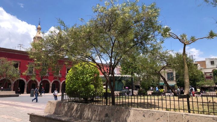 El Timbe: el árbol de Sierra de Lobos que ahora está en el centro de León