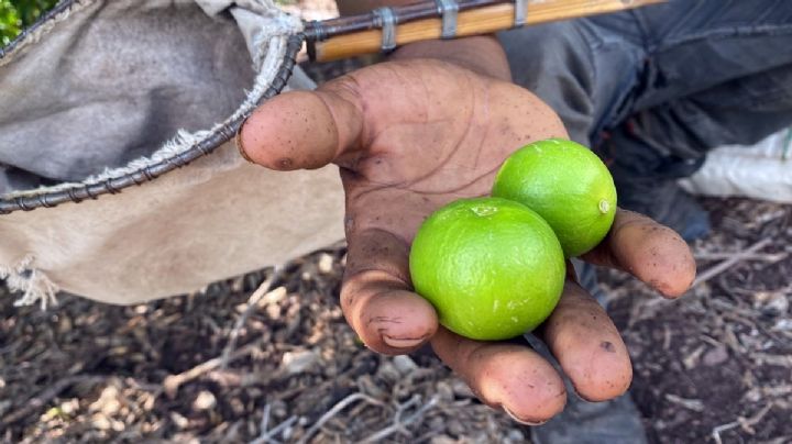 Audios revelan amenazas de "El Botox", extorsionador de limoneros; advierte de asesinatos a elementos estatales y federales