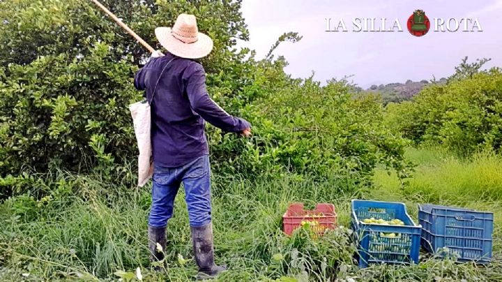 Limoneros de Michoacán llaman a reanudar actividades este lunes 19 de agosto