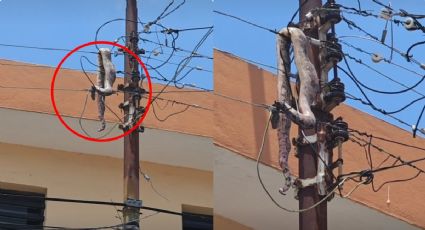 ¡Es la boa! Serpiente provoca apagón en Yucatán tras subir a cableado | VIDEO