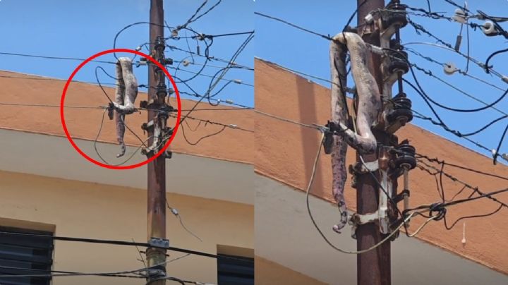 ¡Es la boa! Serpiente provoca apagón en Yucatán tras subir a cableado | VIDEO