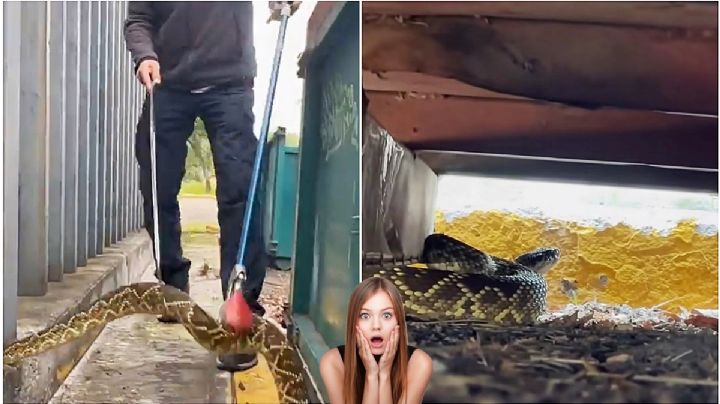 La verdad detrás de la víbora de cascabel rescatada en CU; esto está pasando