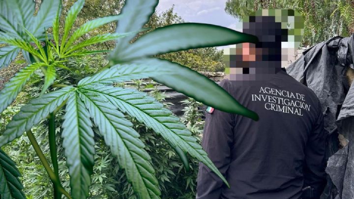 Aseguran plantas de marihuana en predio de Hidalgo; hay un detenido I Fotos