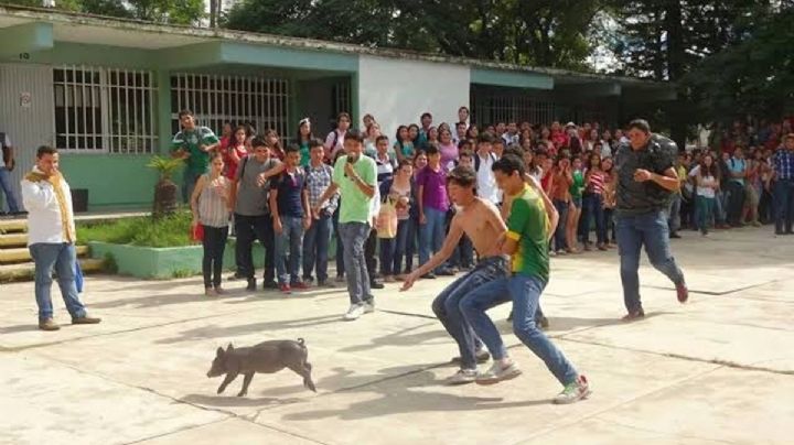Animalistas exigen cancelar concurso “marranito encebado” en feria municipal de Hueyapan, Morelos
