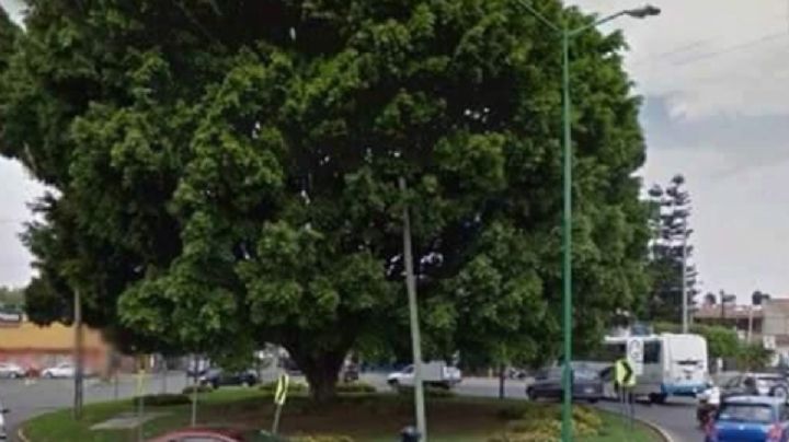 El gigantesco Laurel de la glorieta de Mariano Escobedo