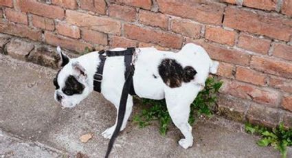 Así puedes evitar que perros y gatos callejeros se orinen en la entrada de tu casa | TRUCO