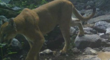 ¿Se escapó un puma en el zoológico de León? Dicen fue un simulacro