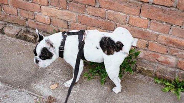 Así puedes evitar que perros y gatos callejeros se orinen en la entrada de tu casa | TRUCO