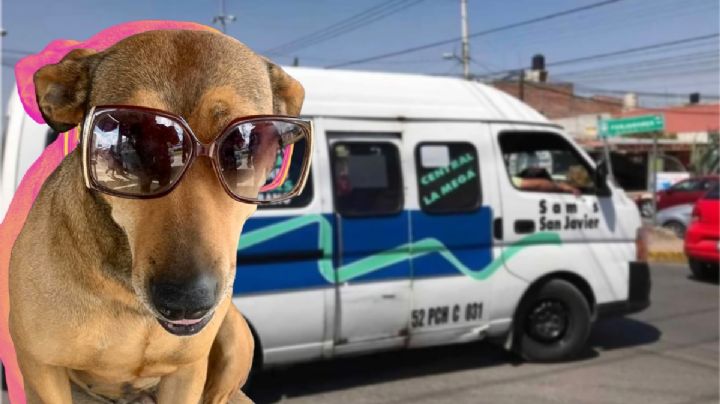 Perrita Canela se hace viral por ser la “checadora” de combis en Pachuca