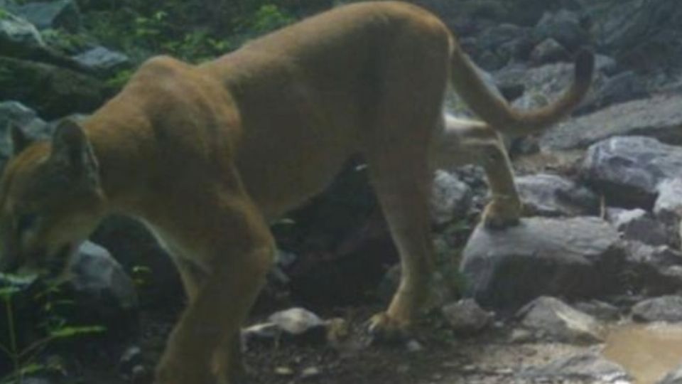 Alertaron en redes sociales por el escape de un puma