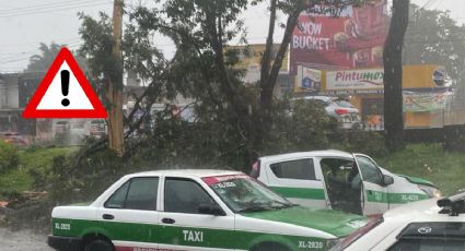 Árbol cae sobre taxi en Xalapa y lesiona gravemente a 2 pasajeros; esto sabemos