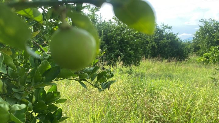 Limoneros reportan reactivación total de la actividad citrícola