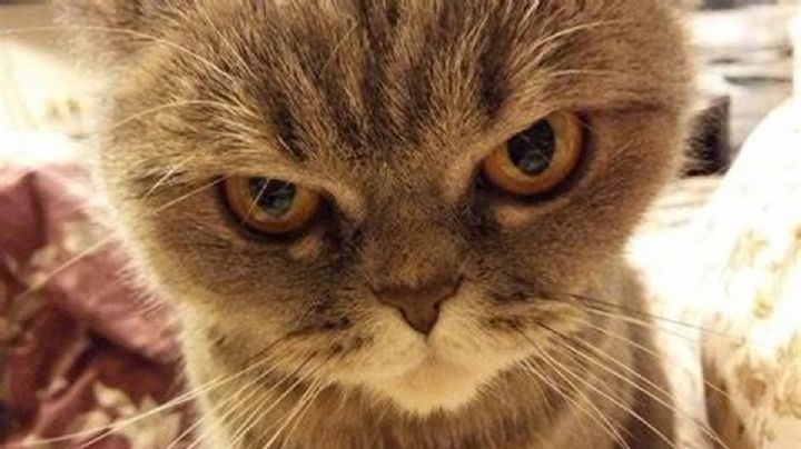 Estas son las 5 cosas que enfurecen a tu gato y no sabías, ¡toma nota!
