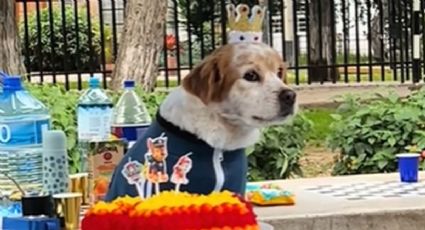 Así celebraron a perro con fiesta temática de Paw Patrol y se roba el corazón de Billie Eilish | VIDEO