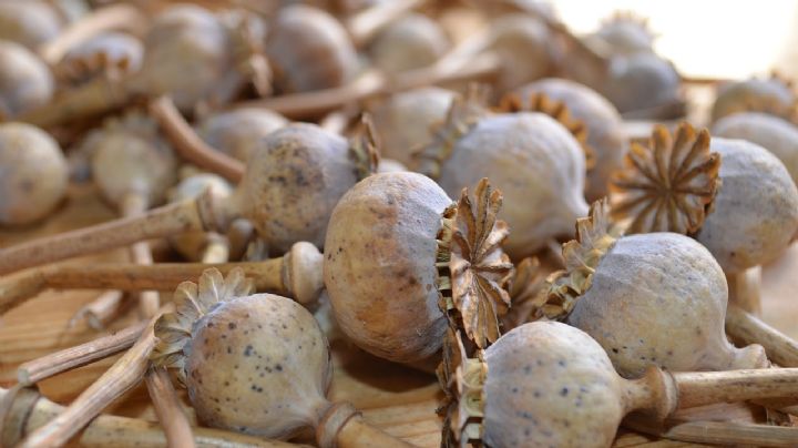 Un día como hoy ¿Por qué estallaron las guerras del Opio?