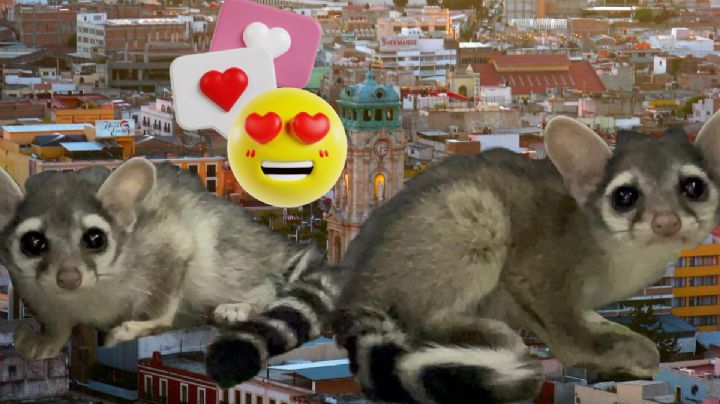 ¿Cacomixtles en Pachuca? Rescatan a 2 ejemplares, conoce las curiosidades de este animal I Fotos