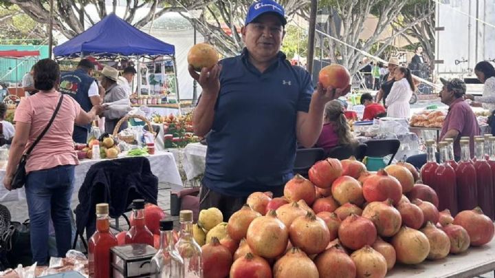 Apaseo el Alto cultiva granadas gigantes; pueden pesar hasta 1 kilo cada una