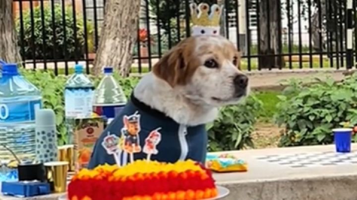Así celebraron a perro con fiesta temática de Paw Patrol y se roba el corazón de Billie Eilish | VIDEO