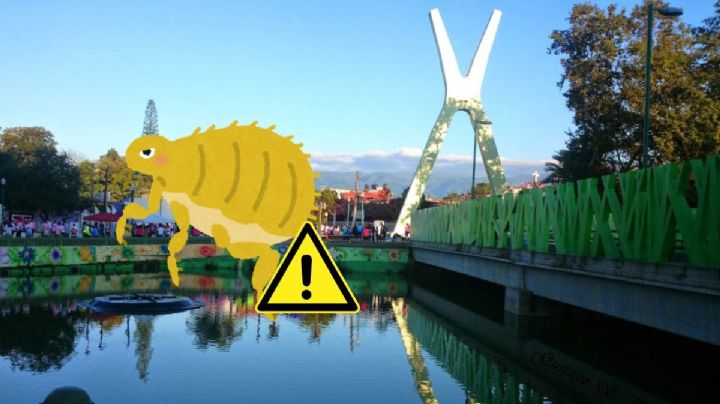 ¿Hay plaga de pulgas en colonias de Xalapa? Esto dijo el ayuntamiento