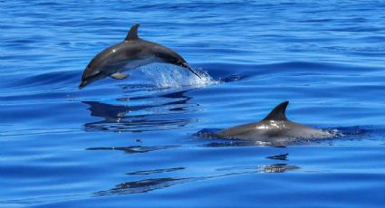 VIDEO: Así captaron a manada de 8 delfines cerca de la costa en Alvarado