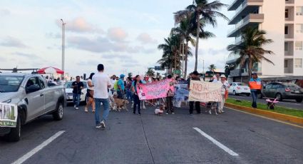 Animalistas protestan contra el maltrato animal en Veracruz