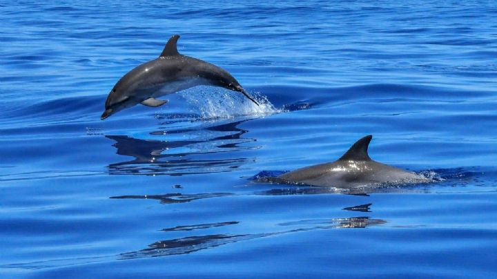 VIDEO: Así captaron a manada de 8 delfines cerca de la costa en Alvarado