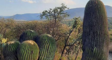 Conoce las biznagas gigantes en Tierra Blanca Guanajuato