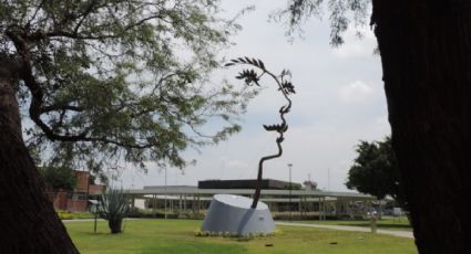 Árbol o rostro de mujer: La nueva ilusión óptica de Octavio Ocampo en Celaya