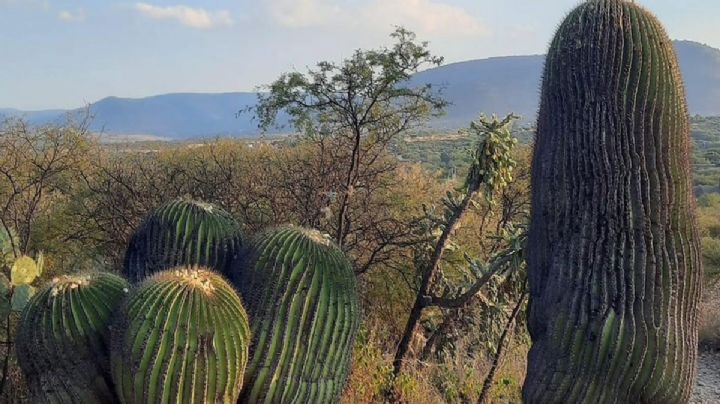 Conoce las biznagas gigantes en Tierra Blanca Guanajuato